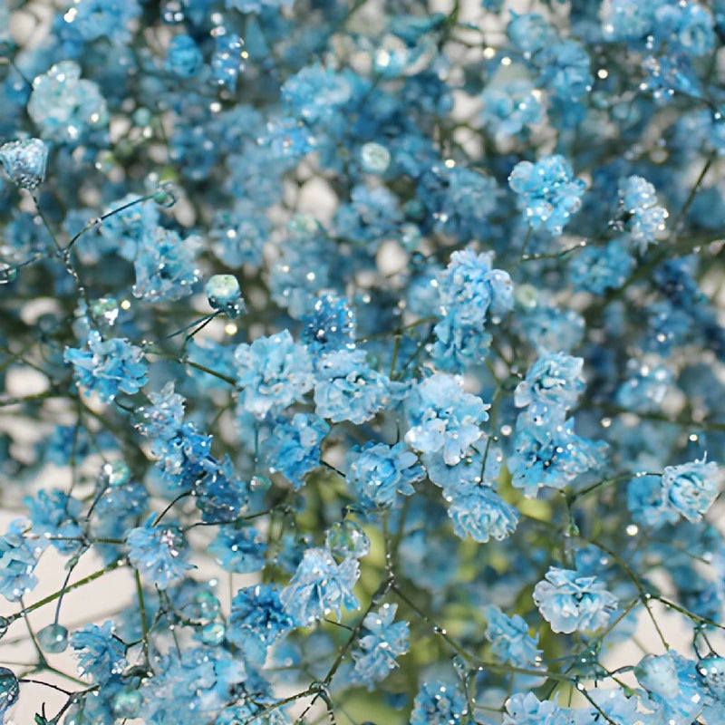 Light Blue Airbrushed Baby's Breath Stem - Image