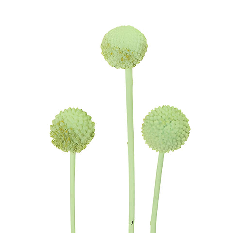 Mint Green Craspedia Billy Balls