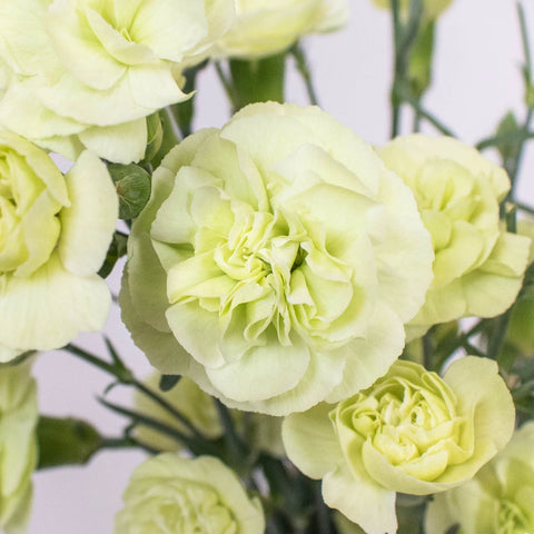 Light Green Mini Carnation Flower Up Close