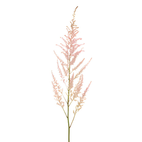 Pink Astilbe Flower November to April