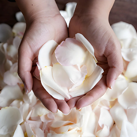 Dried Garden Rose Petals light Pink