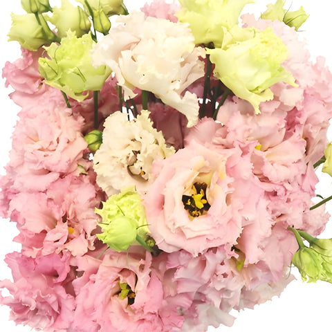 Light Pink Lisianthus Frill Flower Close Up - Image