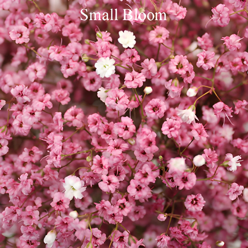Light Pink Airbrushed Baby's Breath Flower