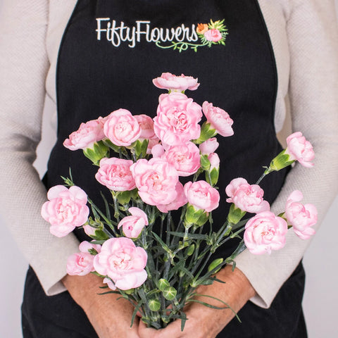 Light Pink Mini Carnation Flower Bunch in Hand