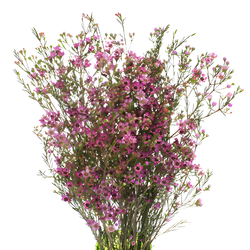 Pink Wax Flower May to November Delivery