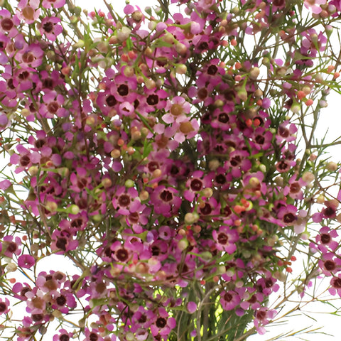 Pink Wax Flower May to November Delivery