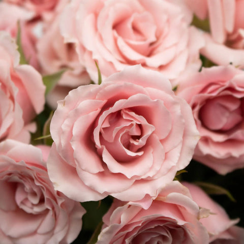 Light Pink Spray RosesFlower Up Close