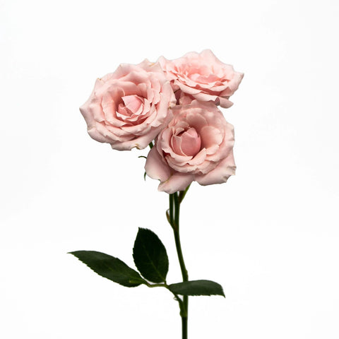 Light Pink Spray Flower Stem