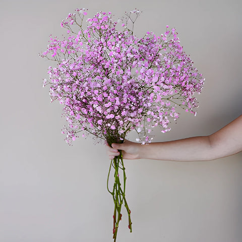 Light Pink Airbrushed Baby's Breath Flower