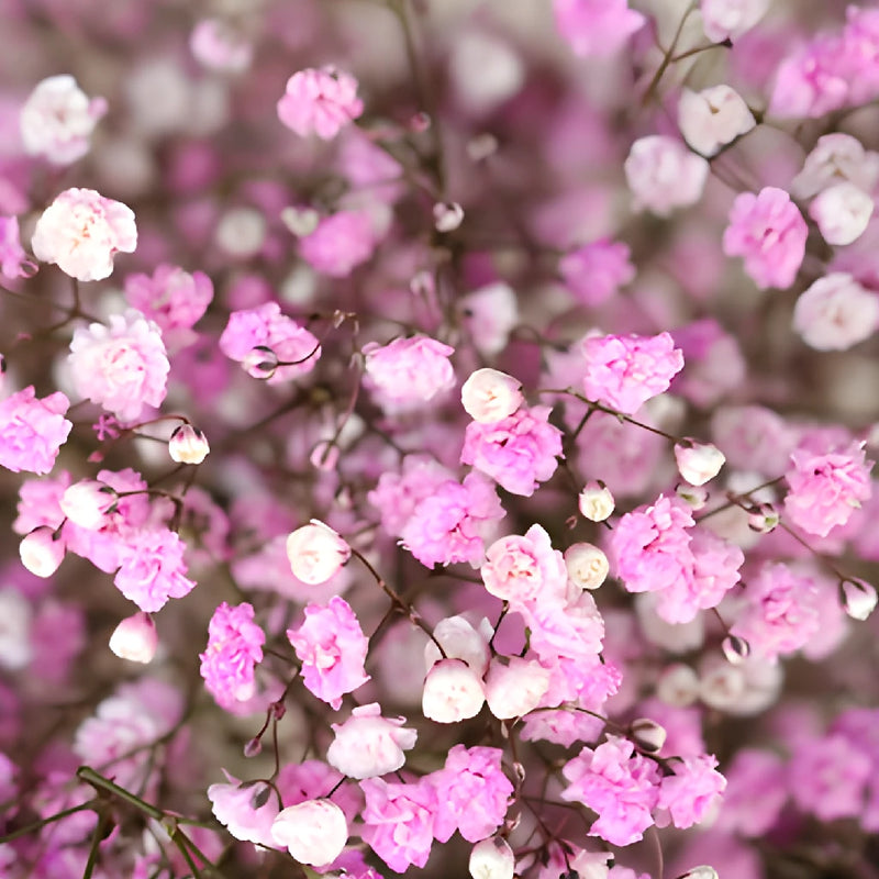 Light Pink Airbrushed Baby's Breath Flower