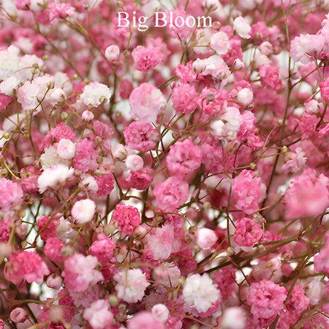 Light Pink Airbrushed Baby's Breath Flower