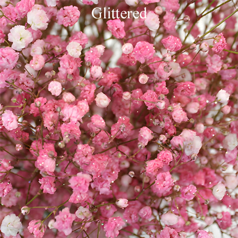 Light Pink Airbrushed Baby's Breath Flower