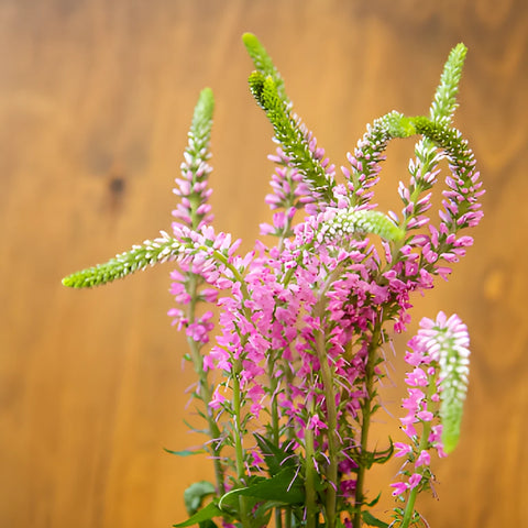 Light Pink Veronica Flowers