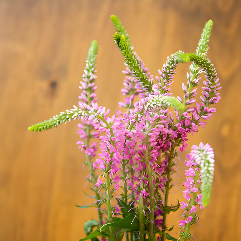 Light Pink Veronica Flowers