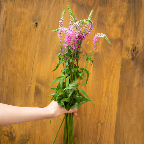 Light Pink Veronica Flowers