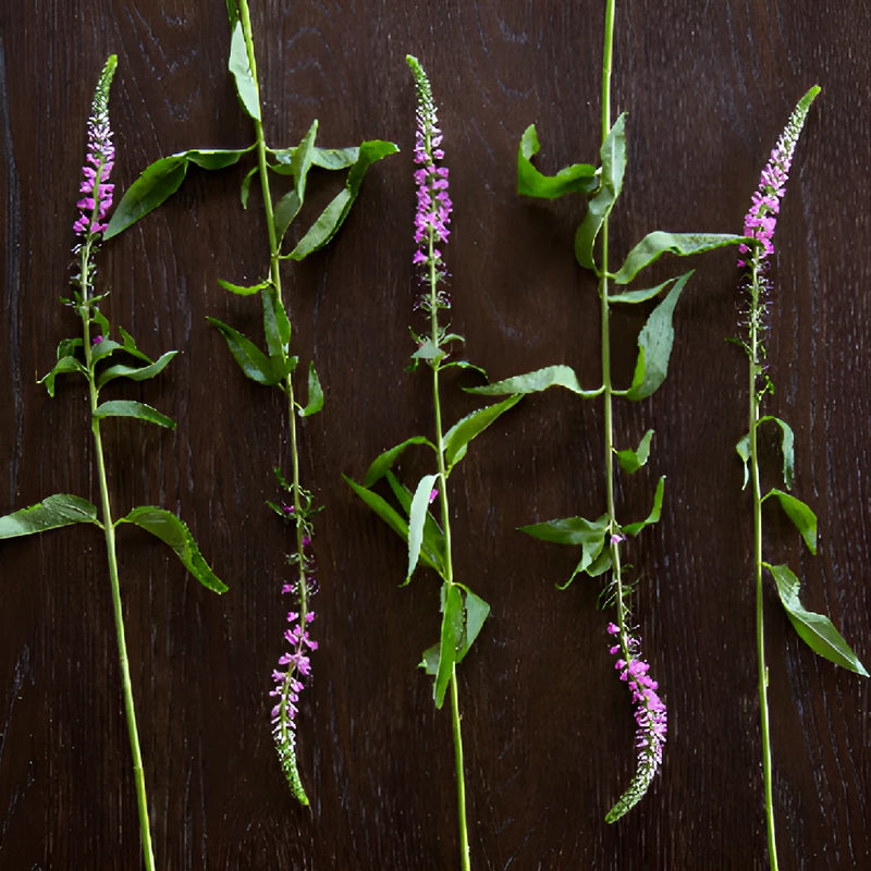 Light Pink Veronica Flowers