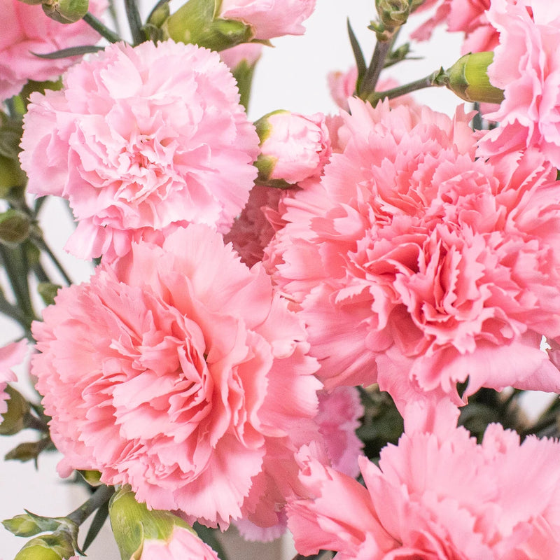 Light Pink Flower Kit Up Close