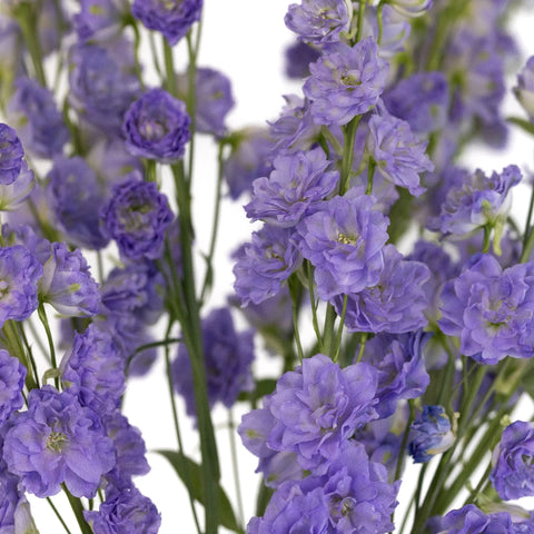 Light Purple Sky Delphinium Flower Close Up - Image