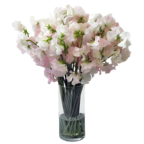 Light Pink Designer Japanese Sweet Pea Flowers