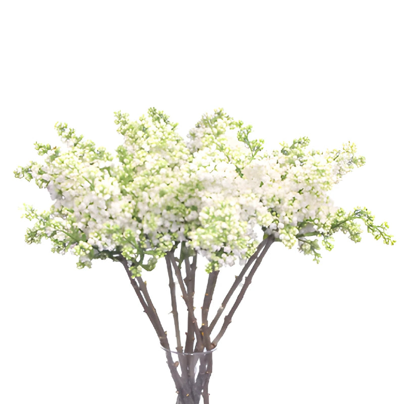 White Designer Lilac Flower