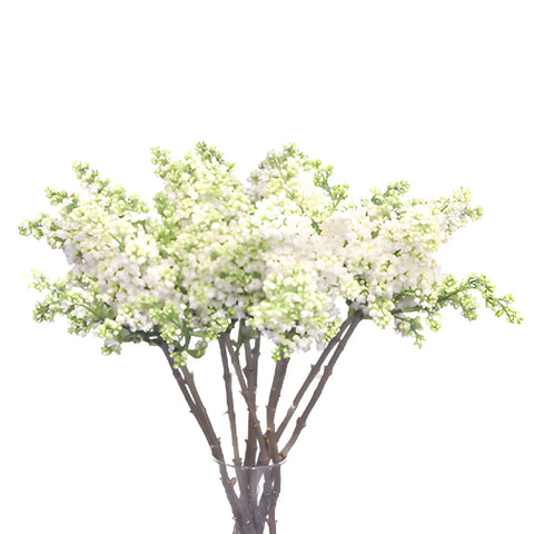 White Premium Lilac Flower