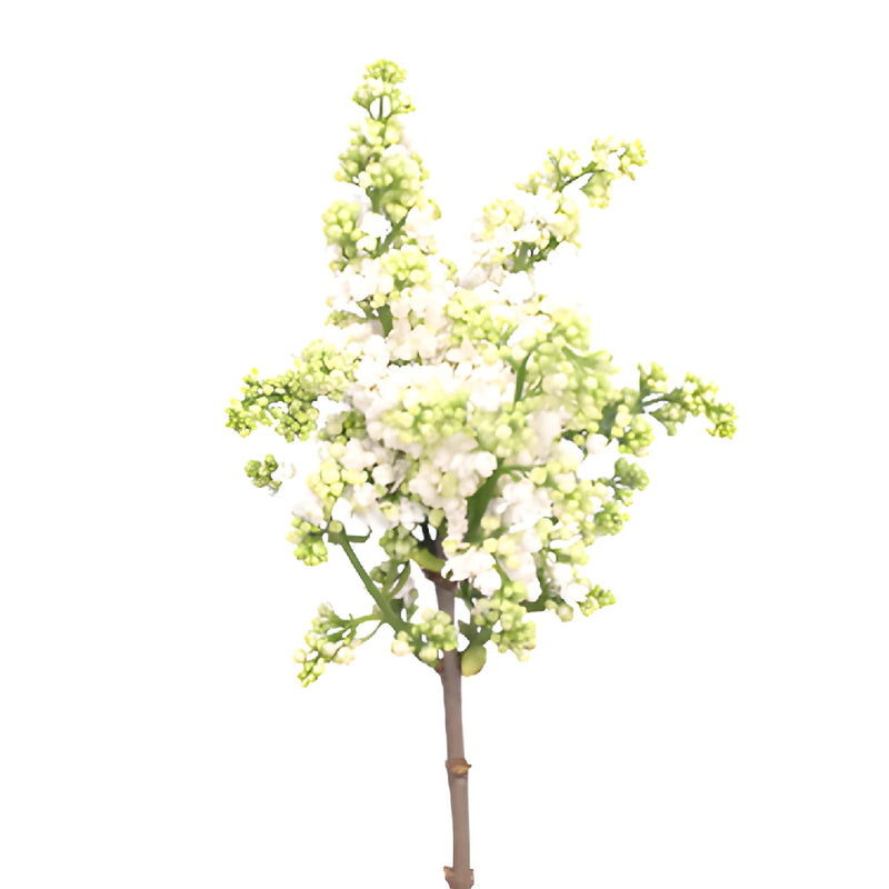 White Premium Lilac Flower