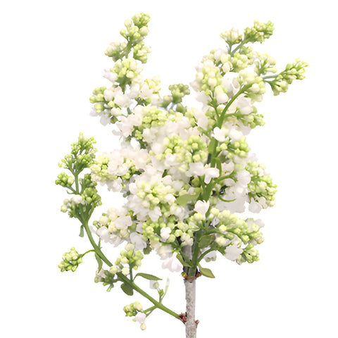 White Lilac Flower