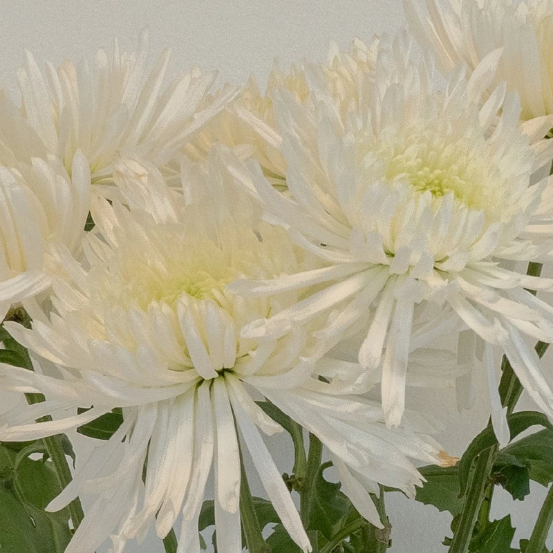 Lime Eyed Creamy White Flower Close Up - Image