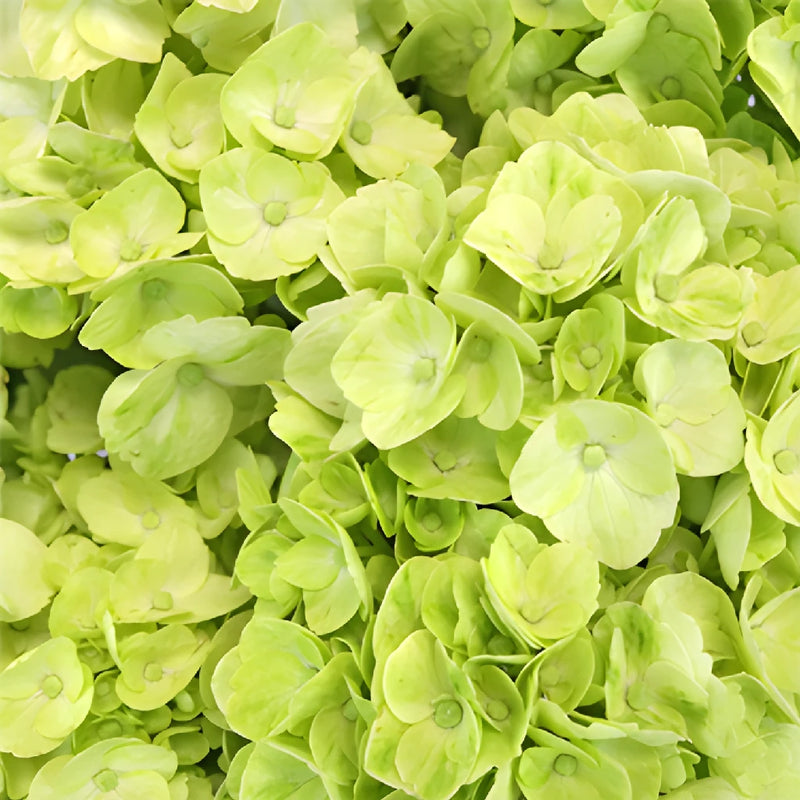 Lime Green Medellin Hydrangea Wholesale Flower Up close