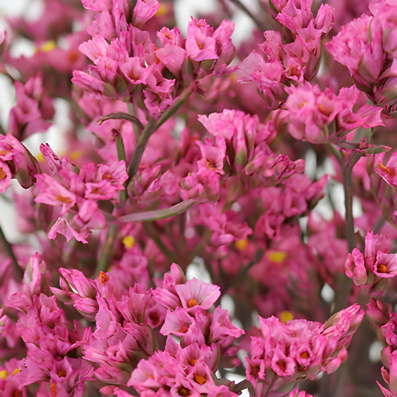 Rose Pink Enhanced Limonium Flowers