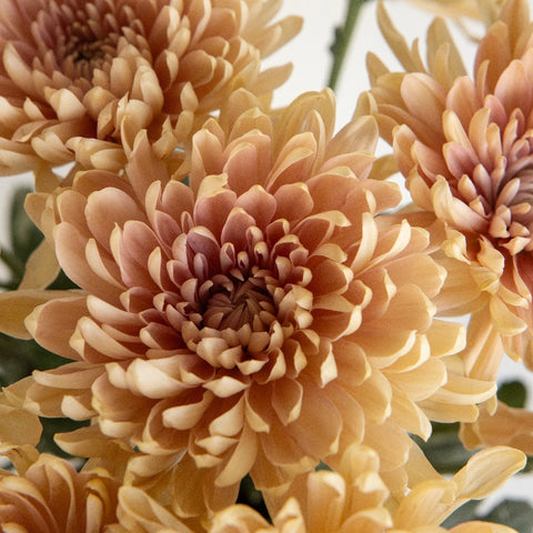 Linette Close Up - Image
