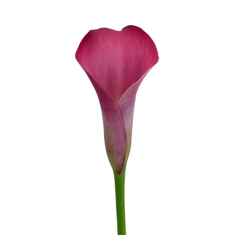 Dark Pink Calla Lily Flower