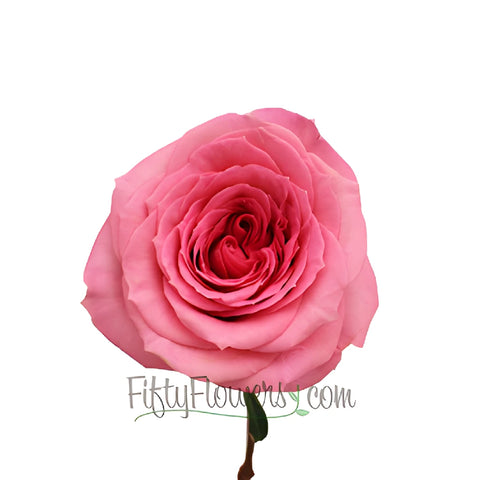Martina Princess Pink Rose