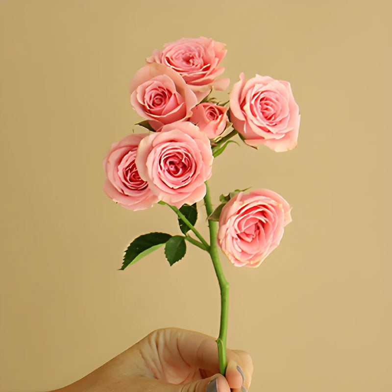 Pink Spray Roses