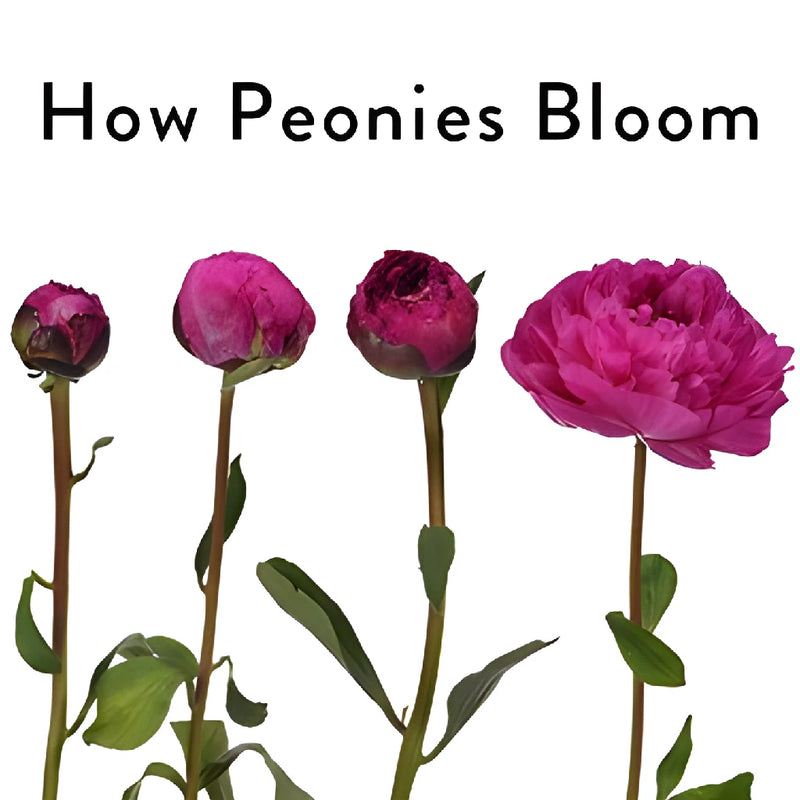 Medium Pink Peonies for July