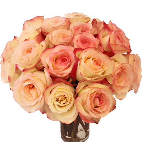 Pink Ice Malu Rose