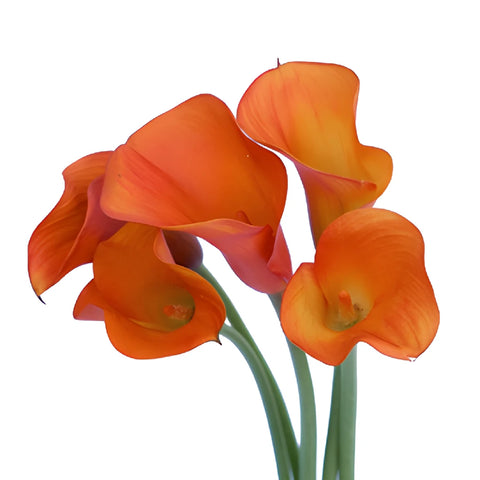 Mango Mini Calla Lily Flower
