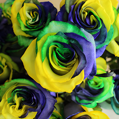 Mardi Gras Rainbow Roses