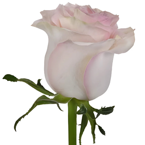 Marzipan Candy Rose