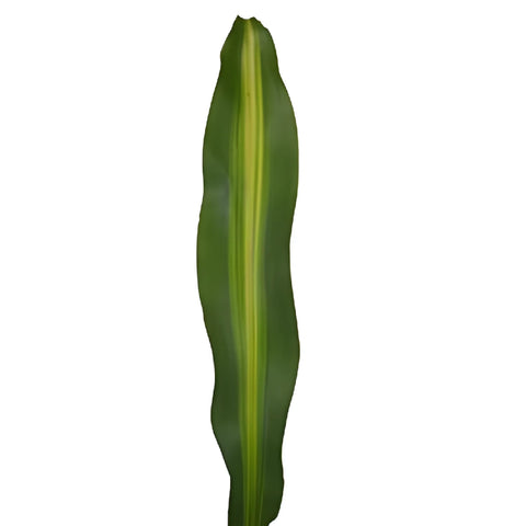 Green Masajeana Leaves