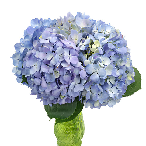 Lavender Medellin Hydrangea Wholesale Flower In a vase