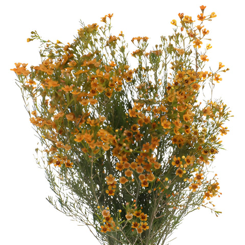 Light Orange Enhanced Wax Flowers May to November Delivery
