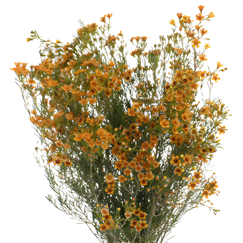 Light Orange Enhanced Wax Flowers May to November Delivery