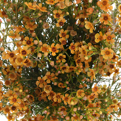 Light Orange Enhanced Wax Flowers May to November Delivery