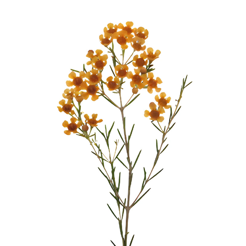 Light Orange Enhanced Wax Flowers May to November Delivery