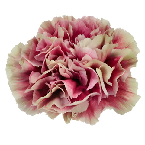 Merletto Crimson Champagne and Wine Carnation Flower Bloom