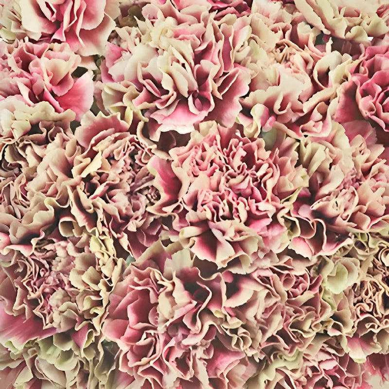Merletto Crimson Champagne and Wine Wholesale Carnations Up close