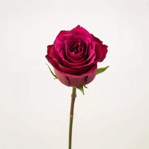 Merlot Red Valentines Roses Stem