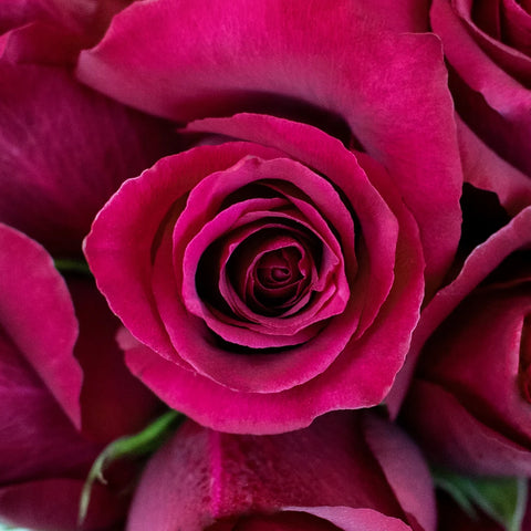 Merlot Red Valentines Roses Up Close