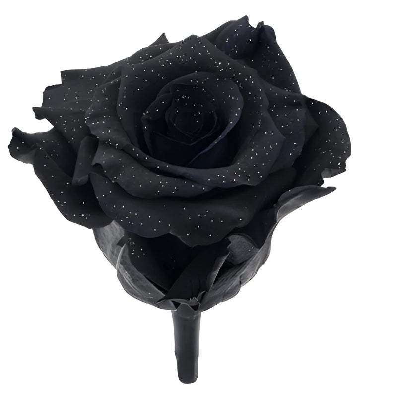 Preserved Metalized Night Black Rose